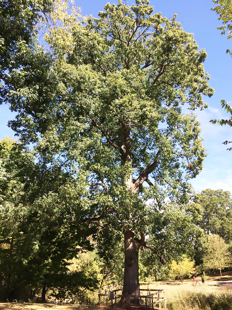 Oaklands Park now an arboretum | Oaklands arboretum