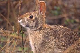 Rabbit Disease Alert For Owners And Hunters 