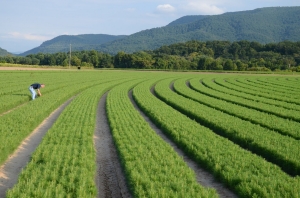Orders Now Accepted For Division Of Forestry Tree Seedlings