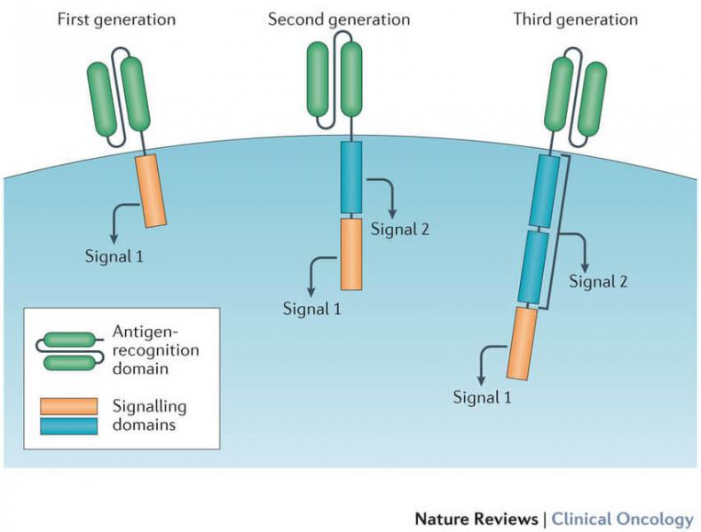 What is CAR-T Cell Therapy?