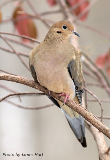 Tennessee Traditional Dove Season Starts Sept 1st