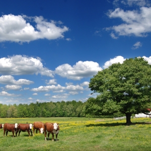 Lead Line Photo