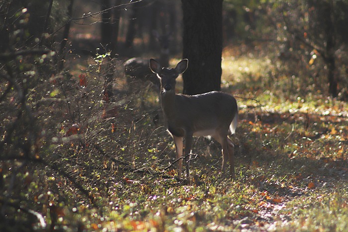 TWRA Hosting Hunting 101 Class In Columbia October 15th